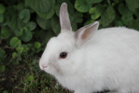 a white rabbit
